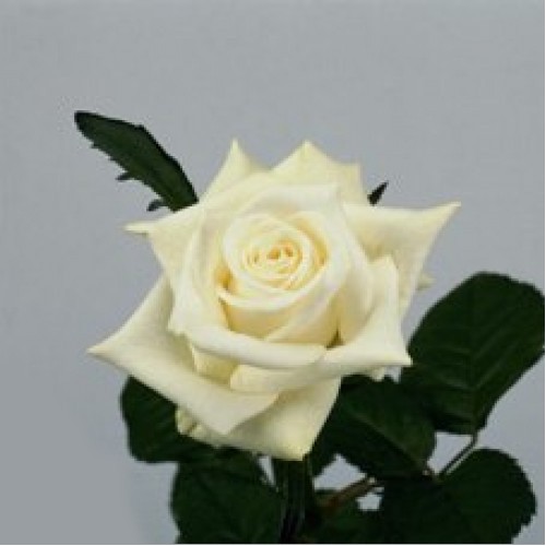 Роза белая (Кения) 50 см